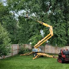 Best Palm Tree Trimming  in Luray, VA