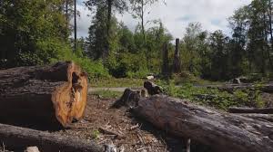 Best Stump Grinding and Removal  in Luray, VA