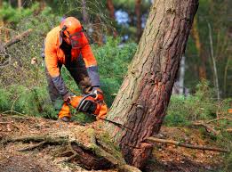 Best Tree Disease Treatment  in Luray, VA